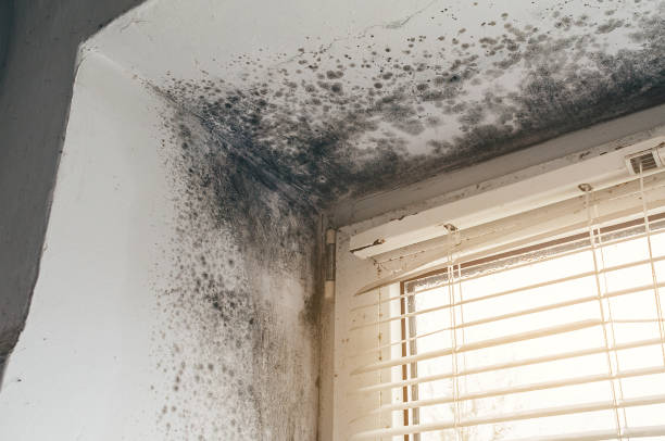 Affordable Commercial Mold Remediation solutions in Fallston, MD